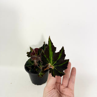 Begonia 'Texas Red Star'