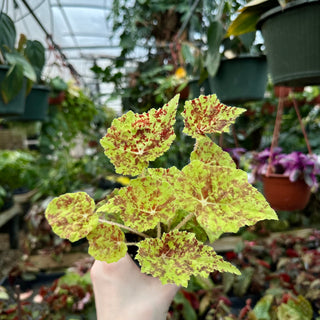 Begonia 'Marmaduke'