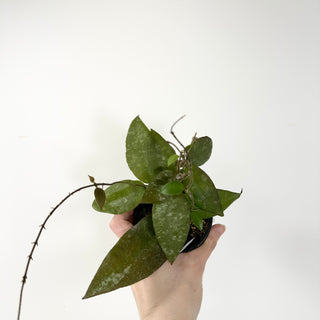 Hoya caudata (Sumatra) [#1773]