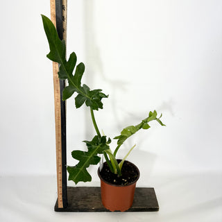 Z-4548 - Philodendron 'Bob Cee’ (Non-TC)
