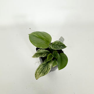 Z-5313 - Scindapsus treubii variegata