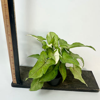 Syngonium 'White Princess' [#2420]