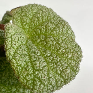 Begonia 'Steve's Leaves Dewfrost' [#2018]