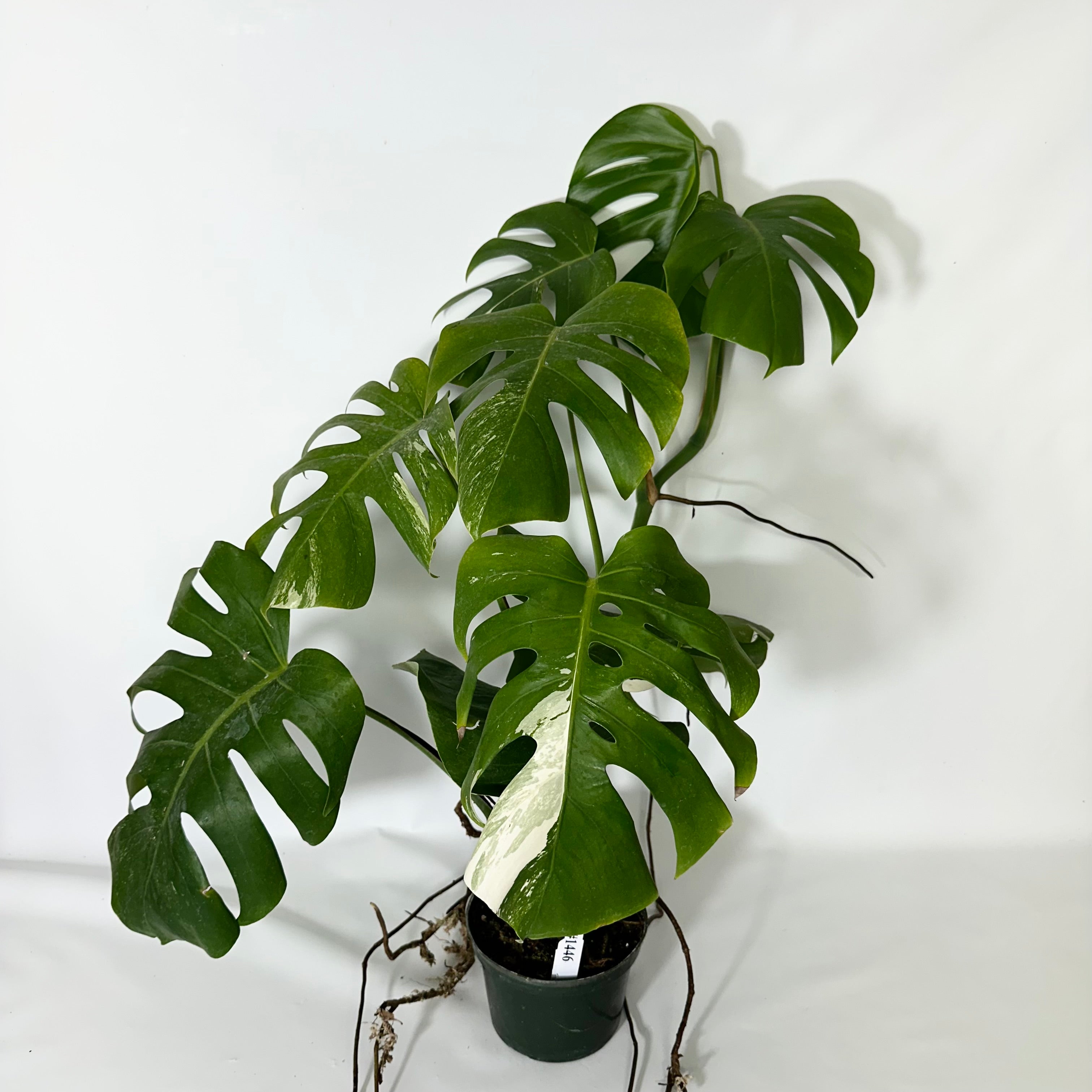 Monstera deliciosa var. borsigiana albo-variegata [#1446