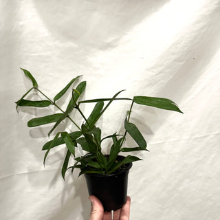Hoya pandurata