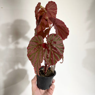 Begonia "Crazy Pink" [#1892]