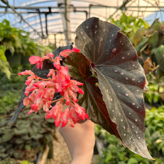 Begonia 'Harmony's Ingenue'