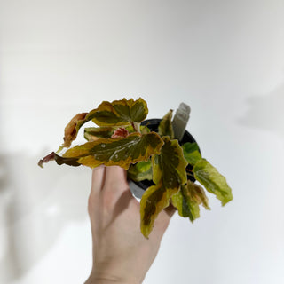 Begonia 'Dainty Spray' (Sport) [#1772]