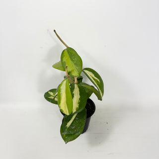 Hoya diversifolia (inner variegated) [#1725]