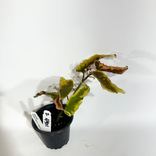 Z-4901 - Begonia 'Dainty Spray' (Sport)