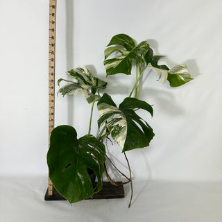 Monstera deliciosa var. borsigiana albo-variegata [#1534]