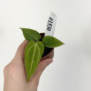 Anthurium magnificum x 'Arnold Schwarzenegger' - Seedling [#1530]