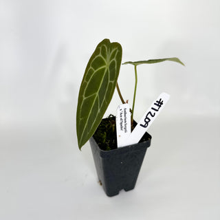 Anthurium forgetii x 'Ace of Spades' [#1204]