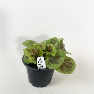Begonia dongoranensis [#2130]