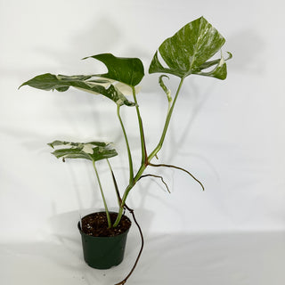 Monstera deliciosa var. borsigiana albo-variegata [#1533]