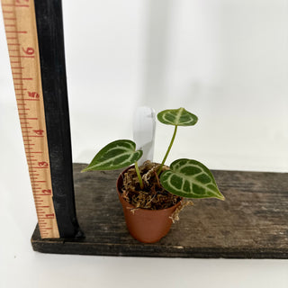 Anthurium 'Brielle'/'Michelle' x self - 2 Seedlings [#1175]