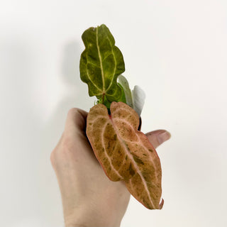 Anthurium 'Arnold Schwarzenegger' x 'Chuck Norris' - Seedling [#2121]