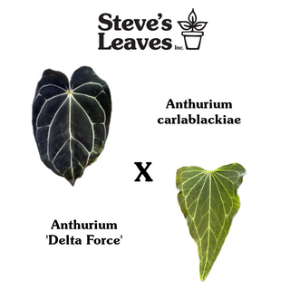 Anthurium carlablackiae x 'Delta Force' - One seed per pack