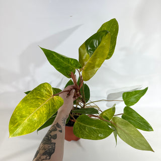 Philodendron 'Painted Lady' (Non-TC) [#1958]