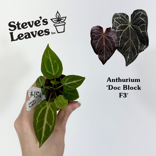 Anthurium 'Doc Block F3' - 2 Seedlings [#1574]
