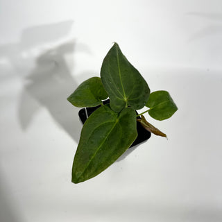 Anthurium Wu papillilaminum x 'Arnold Schwarzenegger' [#1787]