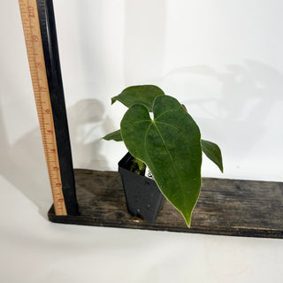 Anthurium Wu papillilaminum x 'Arnold Schwarzenegger' [#1788]