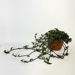 Z-5235 - Callisia navicularis - 6" Hanging Basket