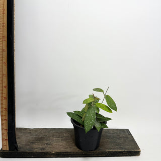 Hoya sungwookii [#1627]