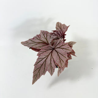 Begonia 'Lamoon' [#1986]