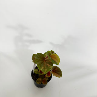 Z-4545 - Begonia cucullata (variegated)