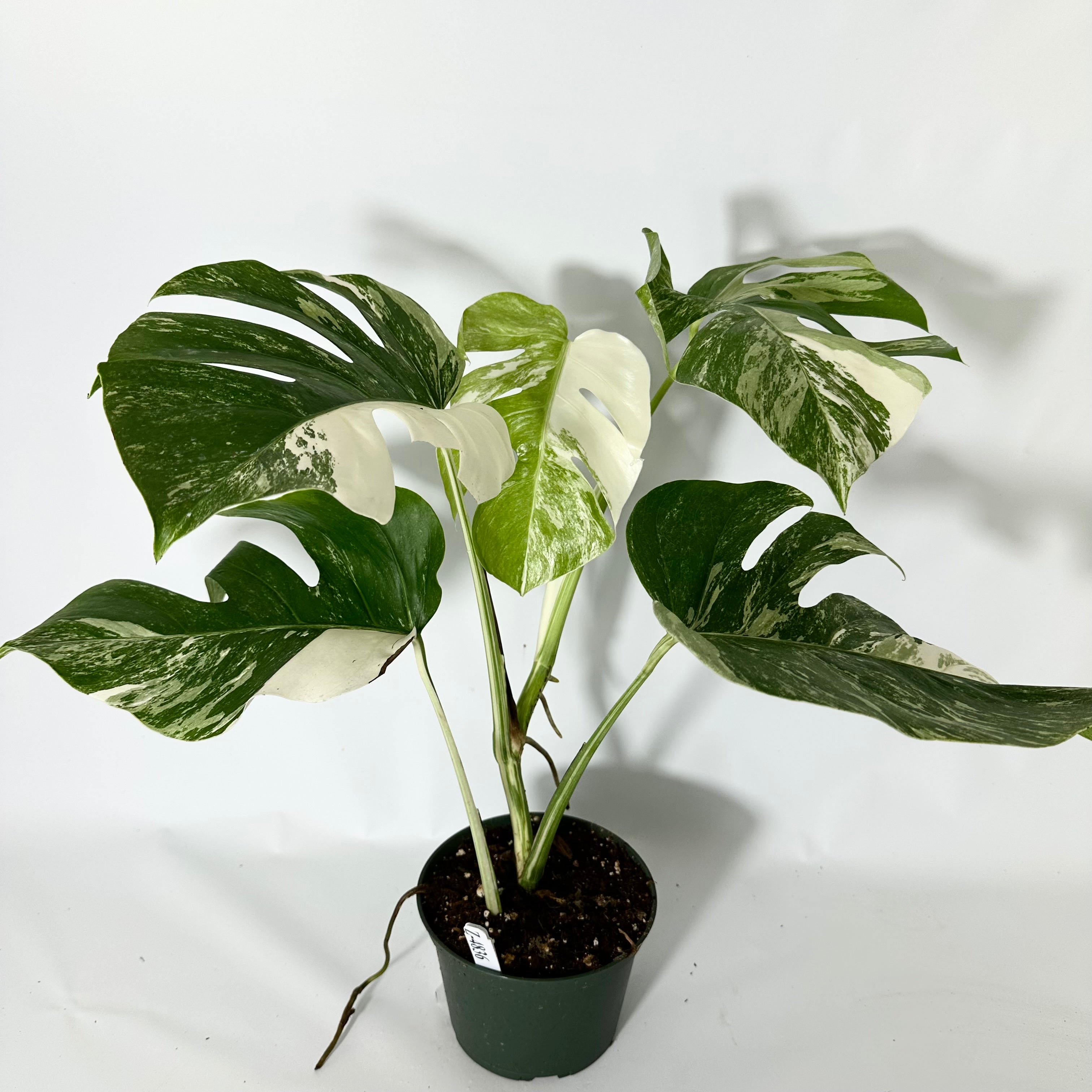 3*4様 525 斑入 Monstera deliciosa var.borsi Z-4836 - Monstera deliciosa var. borsigiana albo-variegata