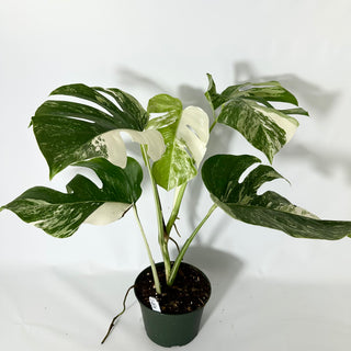 Z-4836 - Monstera deliciosa var. borsigiana albo-variegata