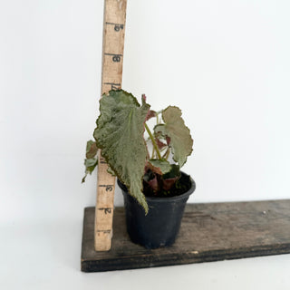 Begonia 'Madhatter' [#2044]