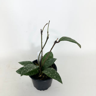 Hoya rundumensis (splash) [#2327]