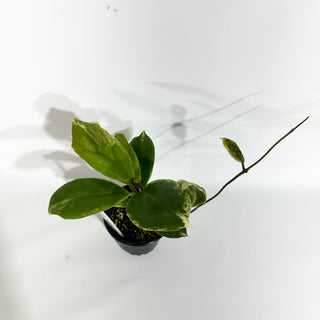 Hoya incrassata 'Eclipse' [#1742]