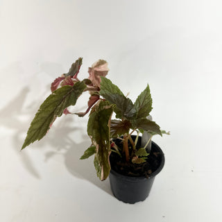 Begonia 'Ginny Galaxy' [#2015]