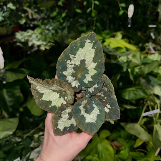 Begonia rex (putzey) [#2171]