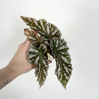 Begonia 'Silver Beauty' [#2312]