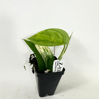 Z-5384 - Scindapsus pictus 'Jade Satin' aurea-variegata