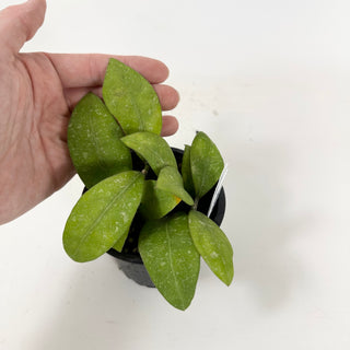 Hoya elmeri (splash) [#1635]