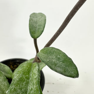 Hoya carnosa 'Grey Ghost' [#1695]