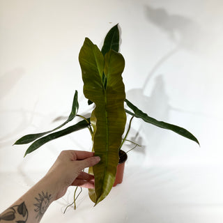 Philodendron atabapoense (Non-TC) [#1827]