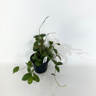 Hoya sp. GPS-7240 [#2067]