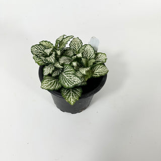 Fittonia albivenis verschaffeltii 'White Tiger'