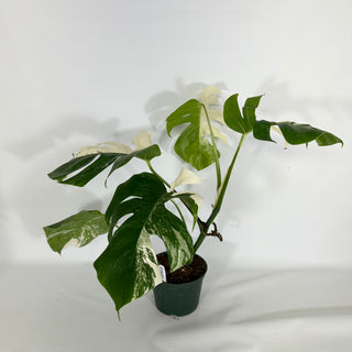 Monstera deliciosa var. borsigiana albo-variegata [#1640]