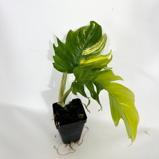 Philodendron 'Florida Beauty' x tortum [#1558]