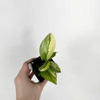 Z-5326 - Scindapsus pictus 'Rubicon'