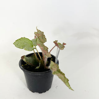 Begonia 'Madhatter' [#2376]