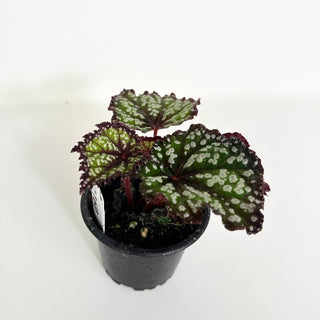 Begonia 'Fairytale' [#2160]