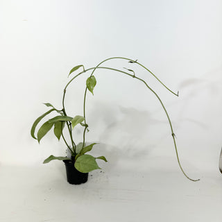 Hoya coriacea (silver) [#2363]